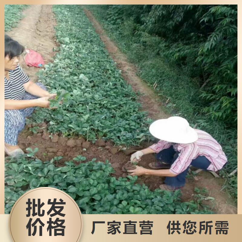 批发草莓苗品种_精选厂家