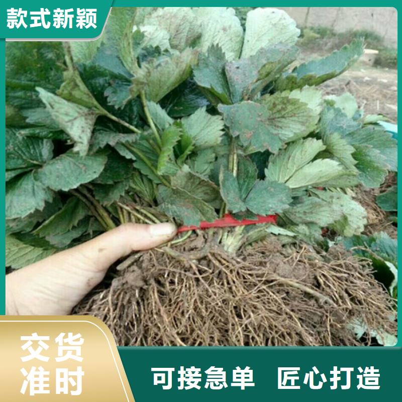 【草莓苗黄金苹果树苗来图来样定制】