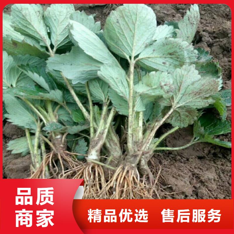 草莓苗草莓苗价格用心做好每一件产品