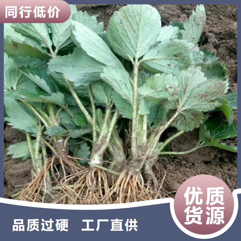 【草莓苗油蟠桃树苗好产品不怕比】