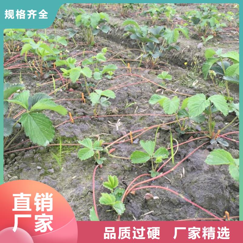 【草莓苗】草莓苗价格品质优良