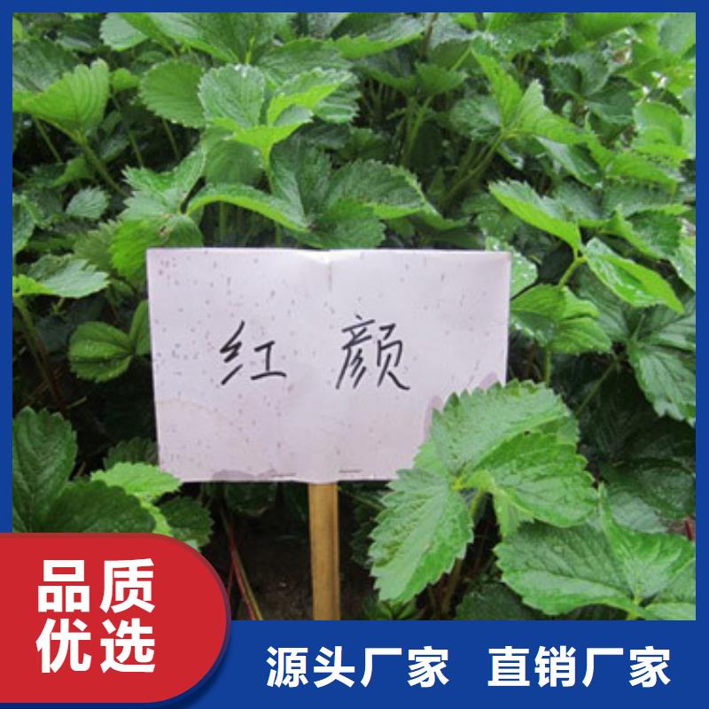 【草莓苗花椒树苗一手货源源头厂家】