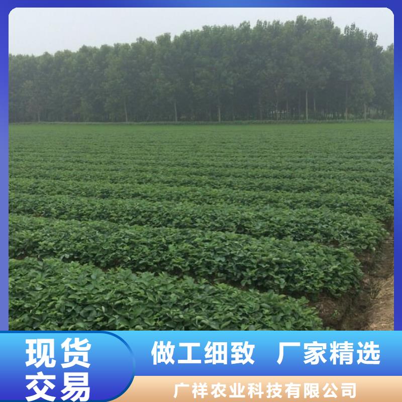 草莓苗草莓苗价格诚信经营质量保证