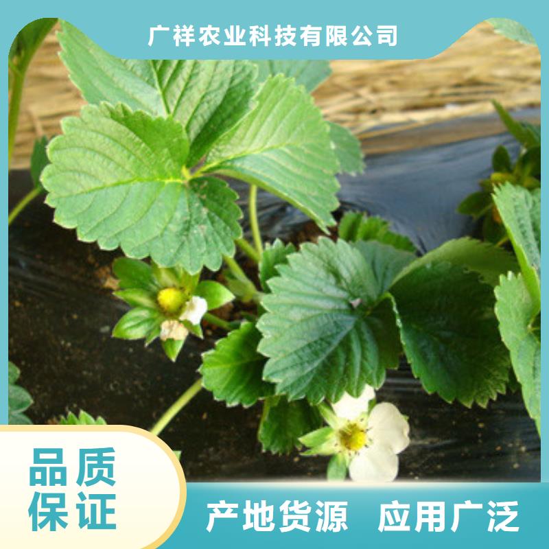 草莓苗【大棚草莓苗】高性价比