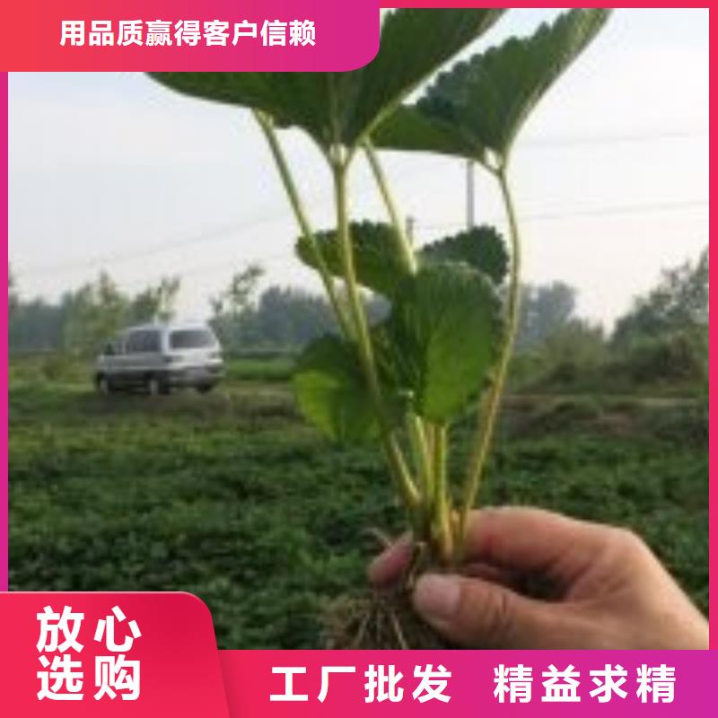 草莓苗_柱状梨树苗经验丰富品质可靠