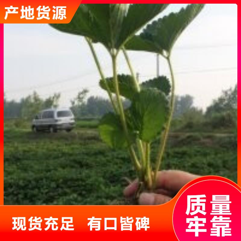 【草莓苗】蜂糖李子树苗生产加工