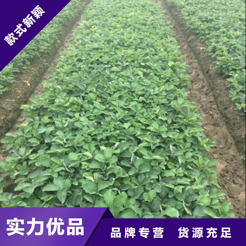 【草莓苗苹果苗认准大品牌厂家】