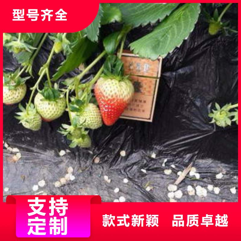 草莓苗草莓苗价格用心做好每一件产品