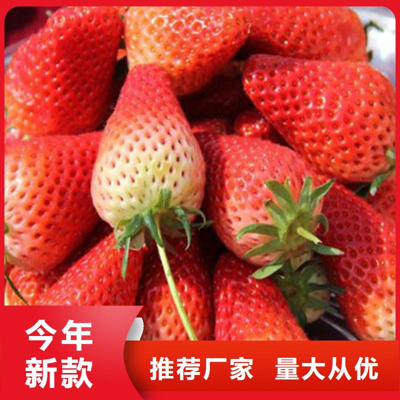 哪里卖圣诞红草莓苗，圣诞红草莓苗2024已更新(今日/动态)