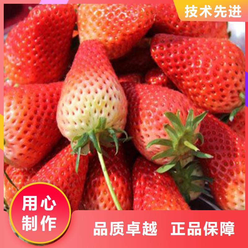 红颊草莓苗