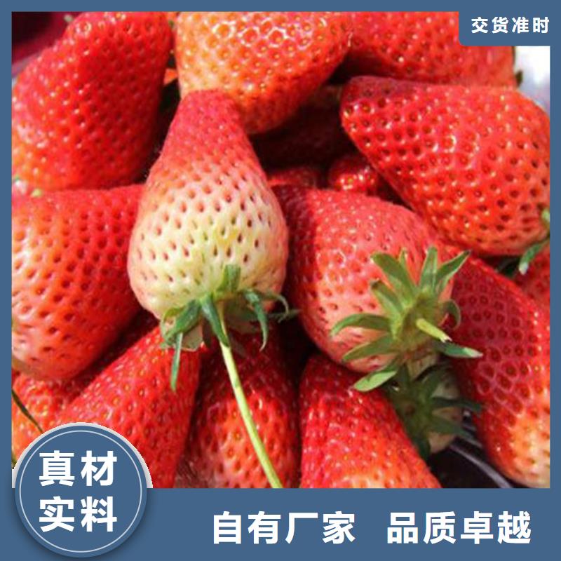 香蕉草莓苗种植品种选择