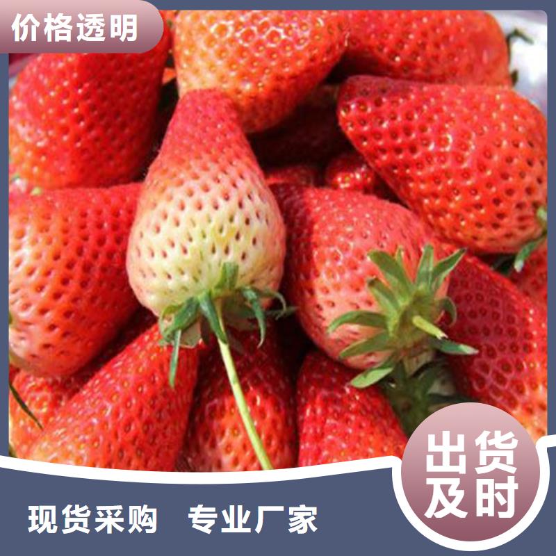 牛奶草莓苗品种选择