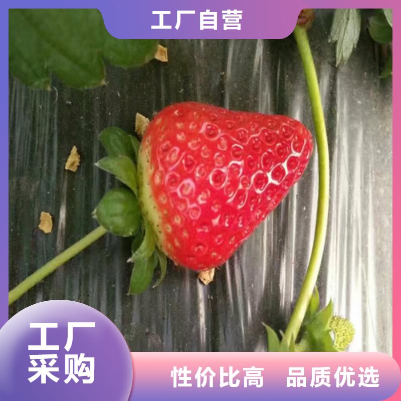 香蕉草莓苗种植品种选择