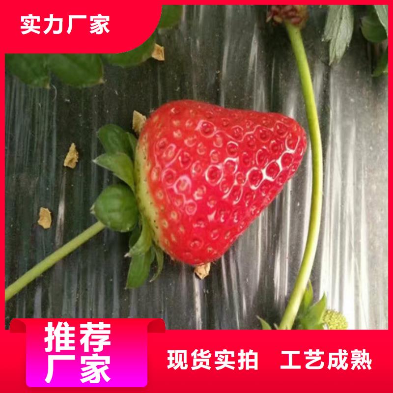 牛奶草莓苗品种选择