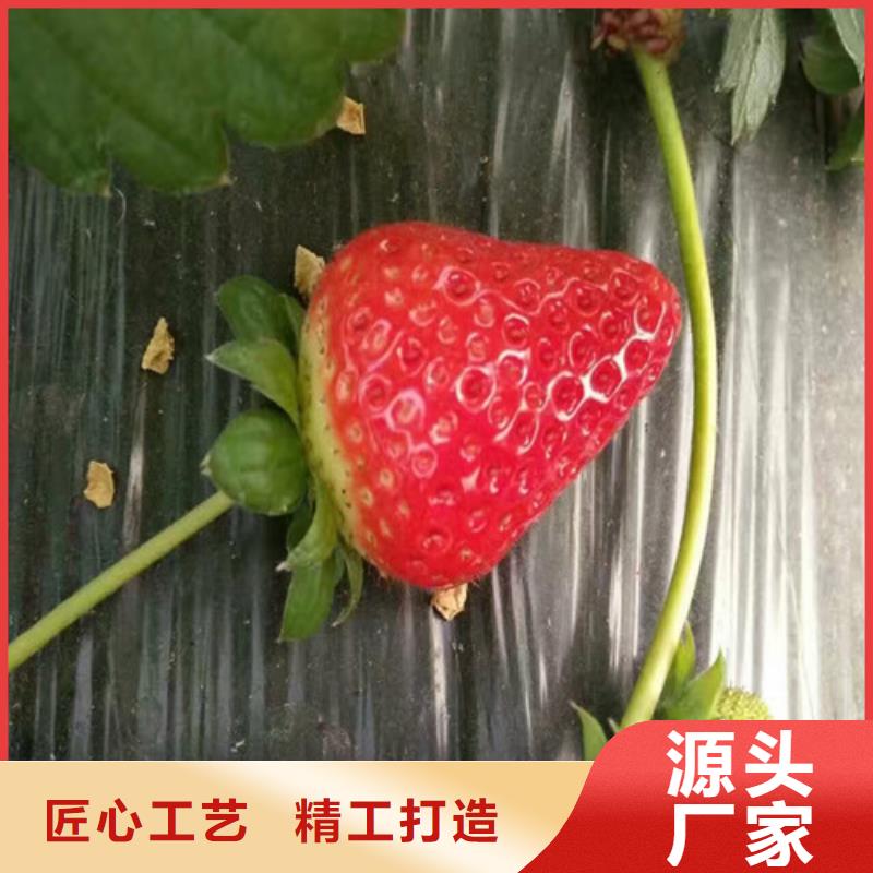 【草莓苗】果树苗批发基地交货准时-本地一对一为您服务_产品中心