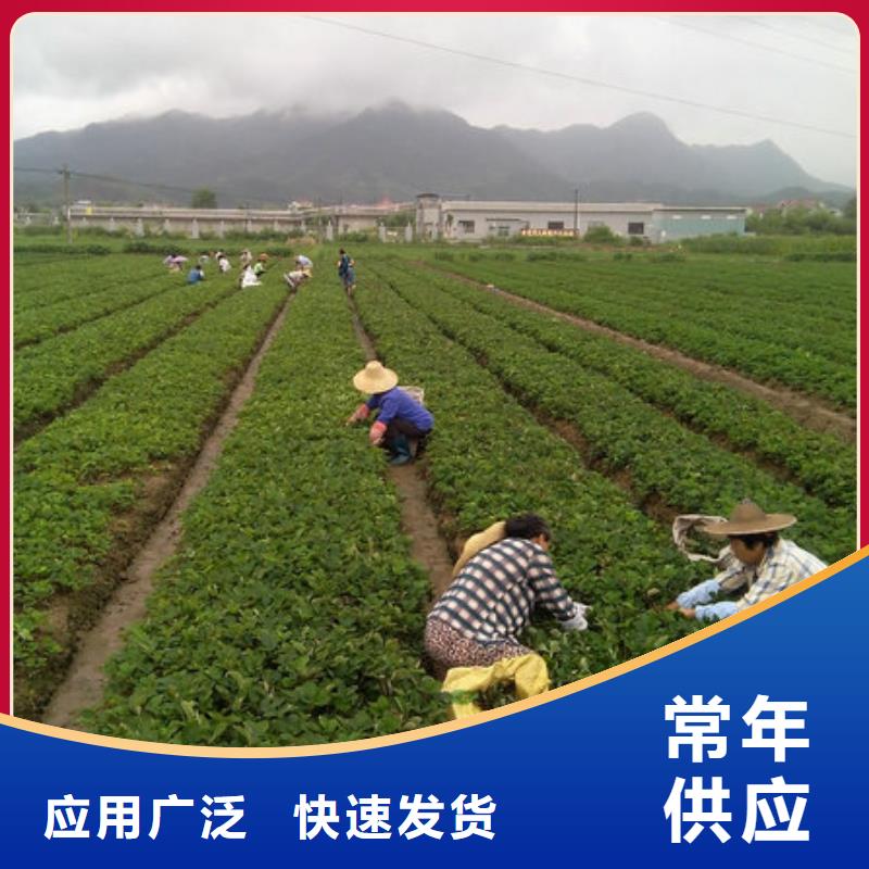 一年生草莓苗品种，草莓苗品种种植地区