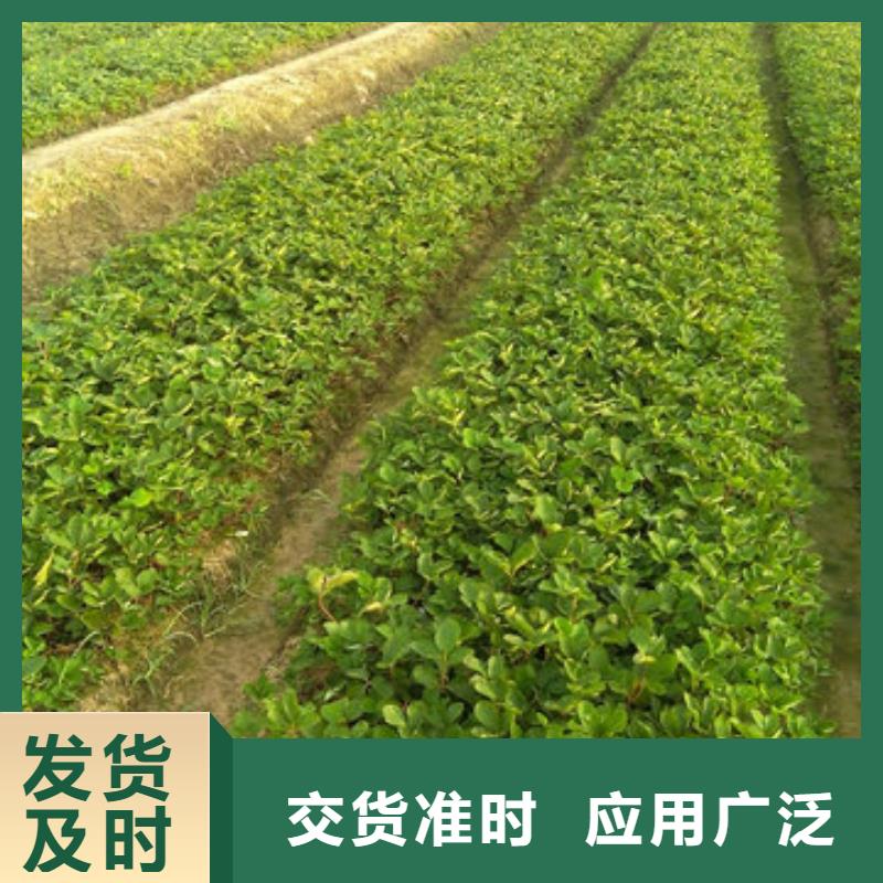 一年生草莓苗品种，草莓苗品种种植地区