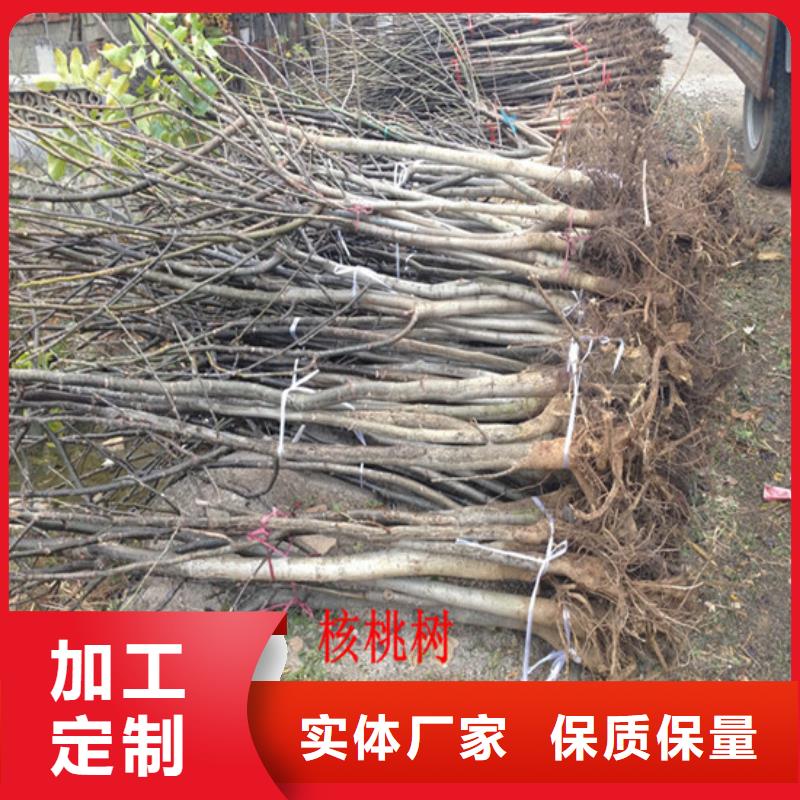 核桃苗【大红袍花椒苗】追求细节品质