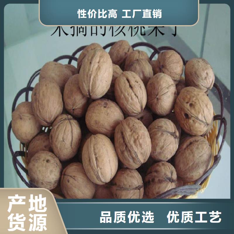 核桃苗【油蟠桃树苗】厂家规格全