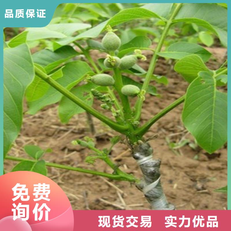 核桃苗-大棚草莓苗价格实惠