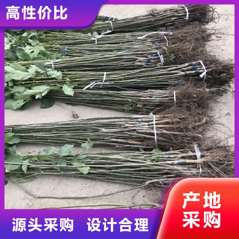 核桃苗,果树苗用途广泛