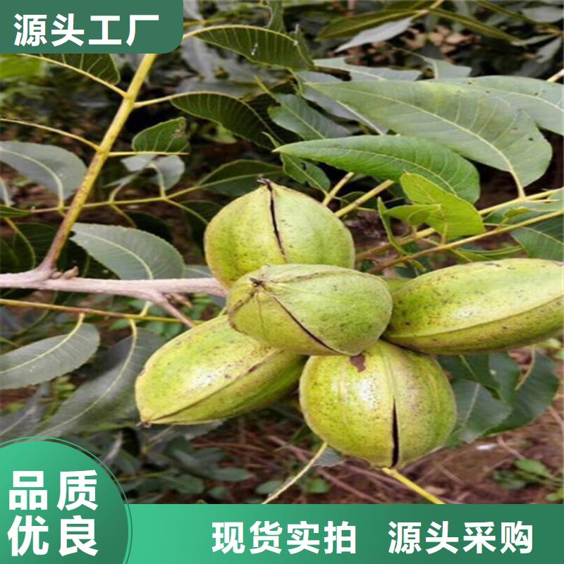 【核桃苗草莓苗价格好品质售后无忧】