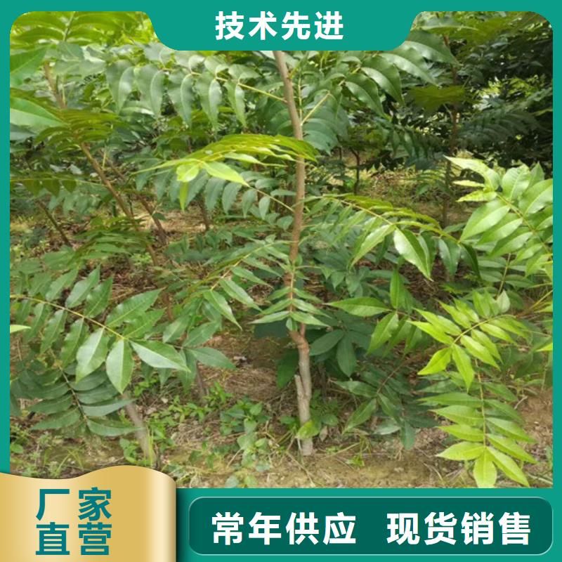 核桃苗【草莓苗价格】现货批发