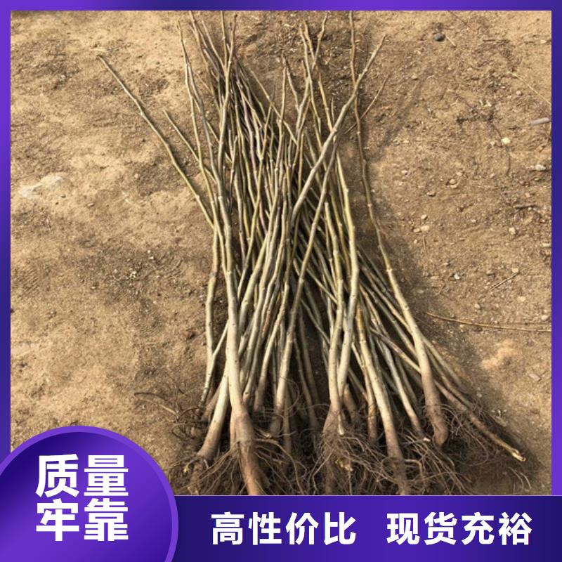 香玲核桃苗哪里有种植的