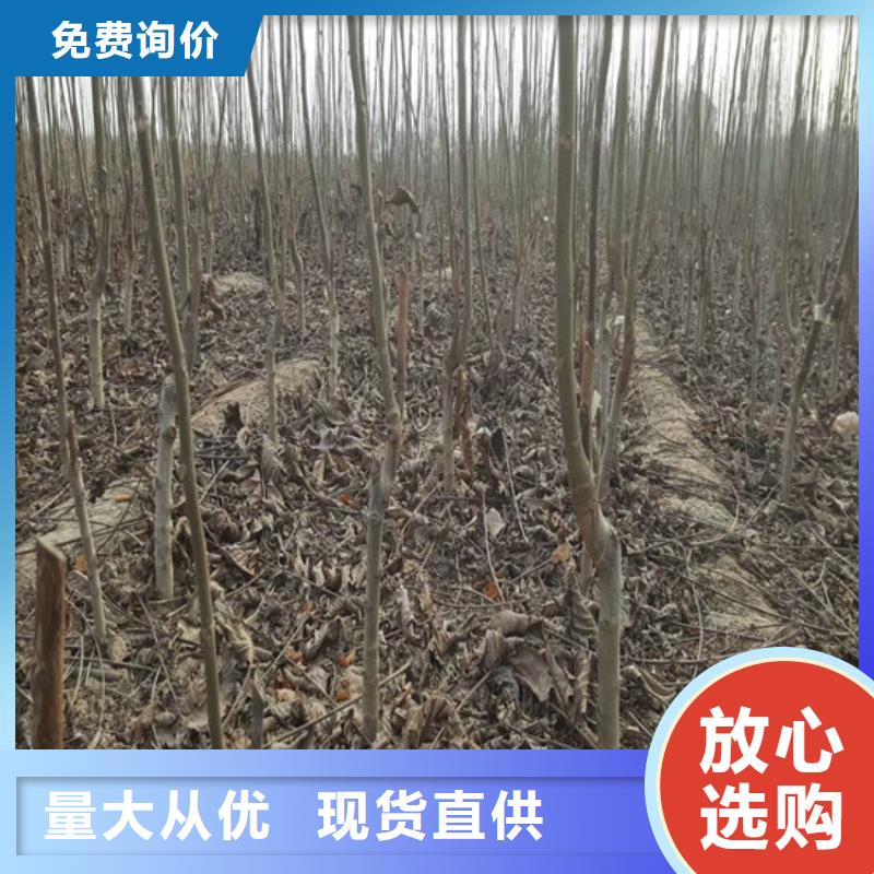 【核桃苗葡萄苗基地供应商】