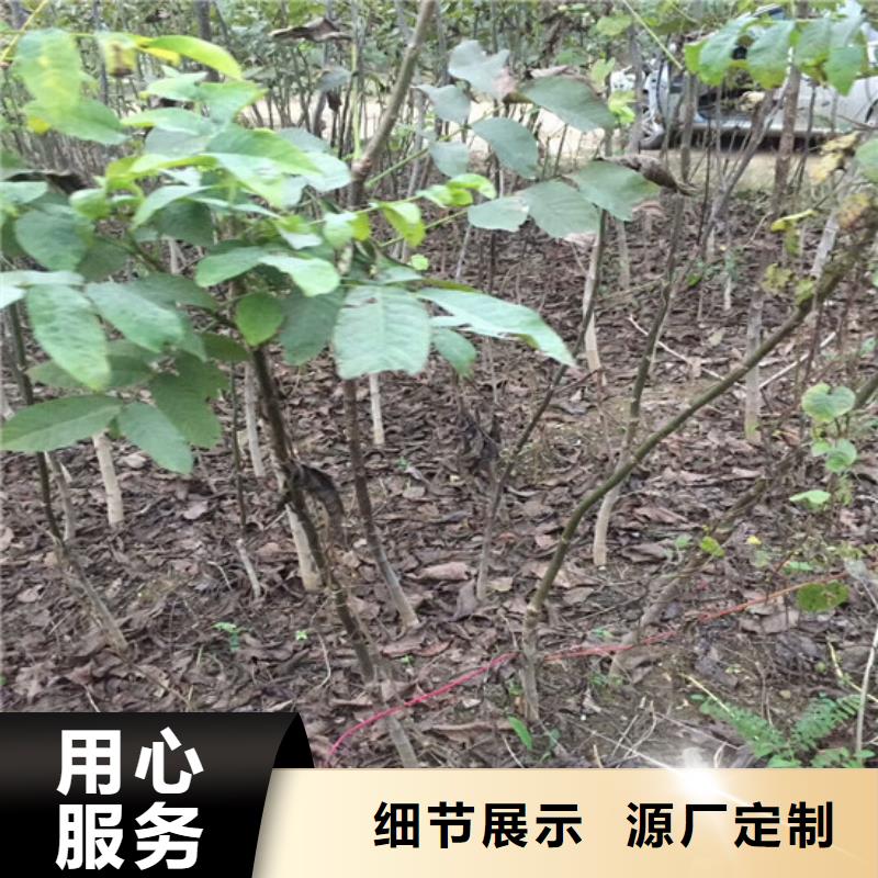 核桃苗苹果苗基地库存齐全厂家直供