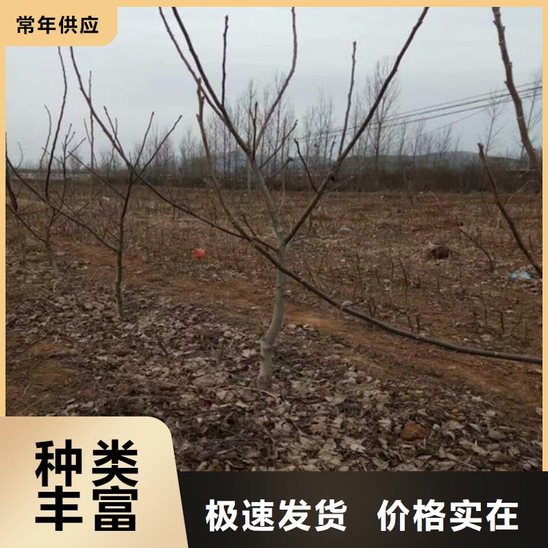 核桃苗果树苗批发基地厂家直销大量现货