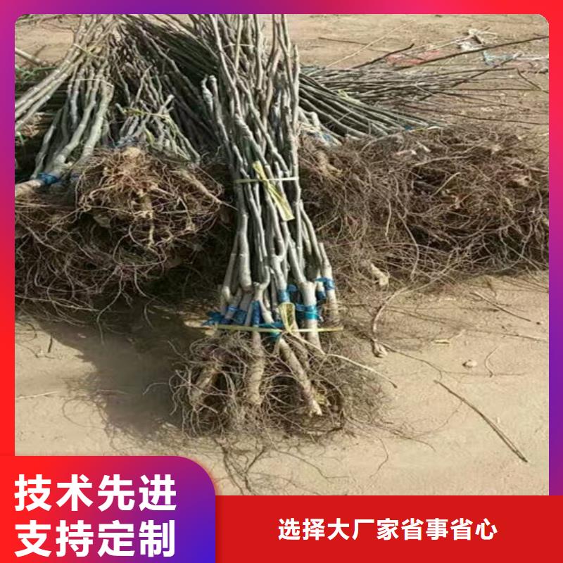 红皮核桃苗栽植密度