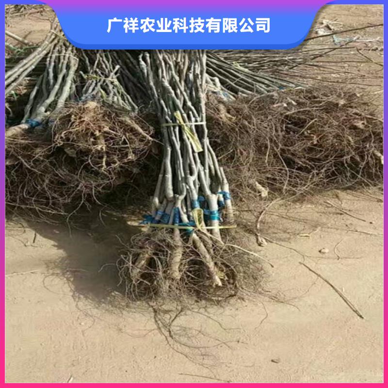 核桃苗【梨树苗】拒绝差价