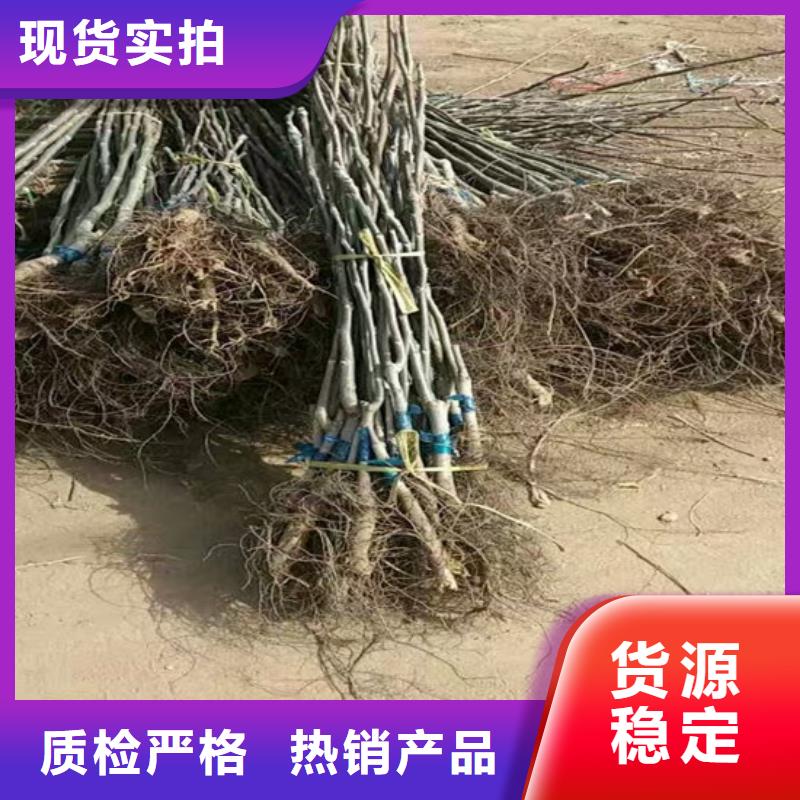 丰香核桃树苗种苗