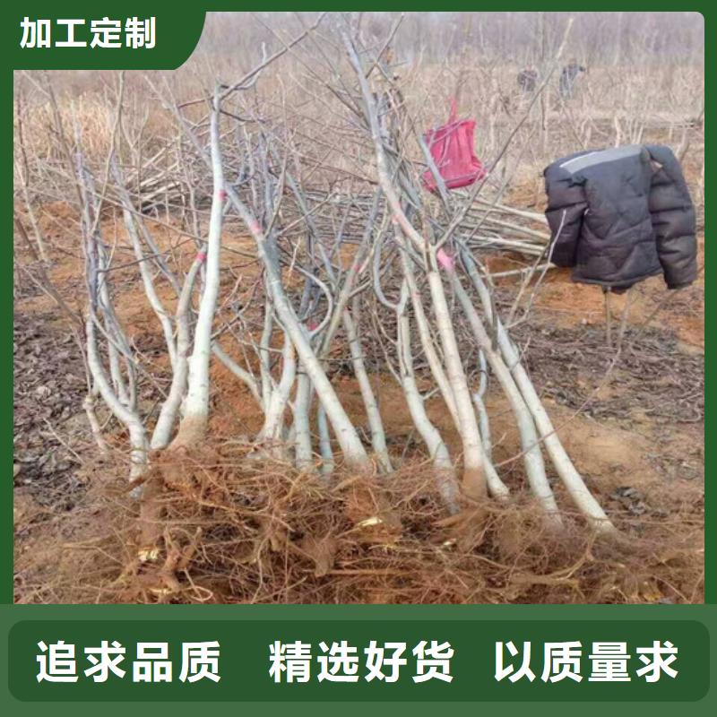 核桃苗-大棚草莓苗价格实惠