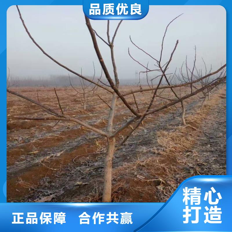 核桃苗梨树苗基地不只是质量好