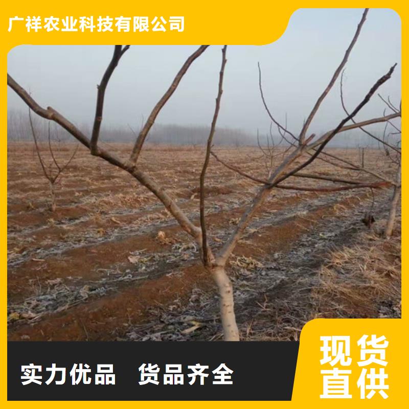 【核桃苗】苹果苗库存齐全厂家直供