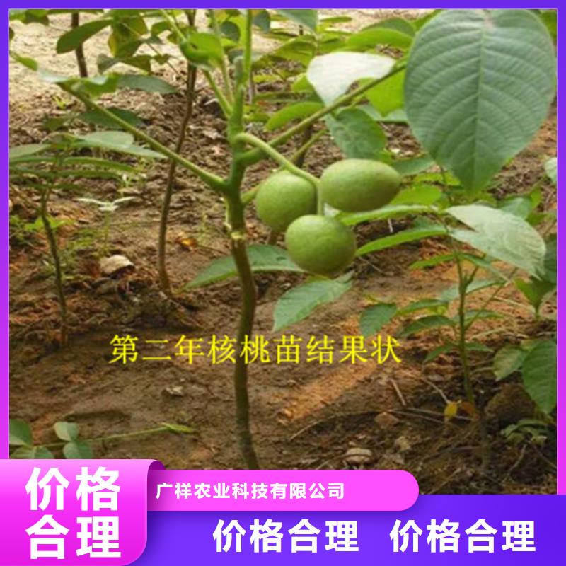 核桃苗-大棚草莓苗价格实惠