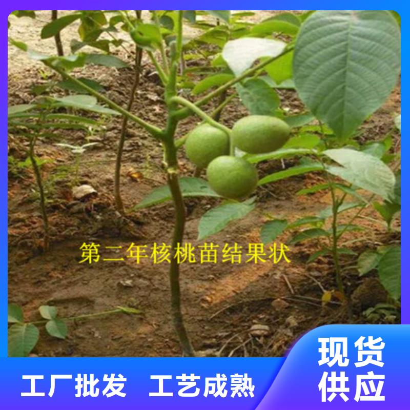 核桃苗_果树苗种类多质量好