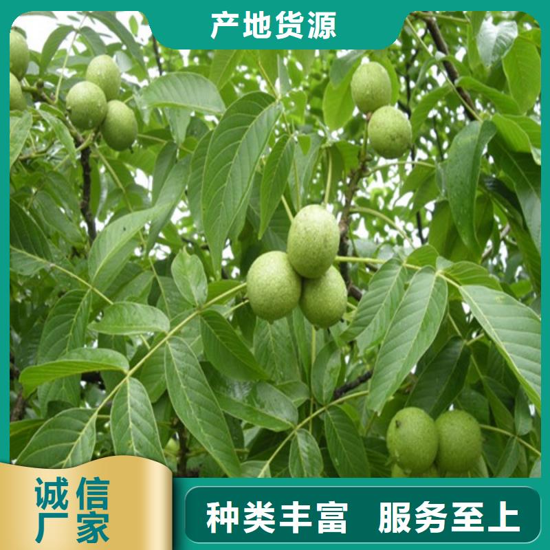 【核桃苗草莓苗价格厂家规格全】