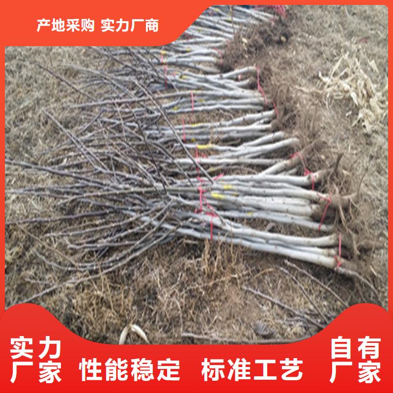 核桃苗【大红袍花椒苗】追求细节品质