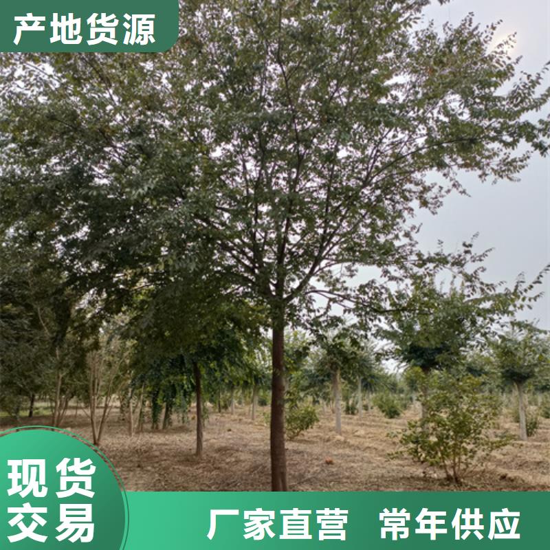 法桐小苗种植基地绿化乔木