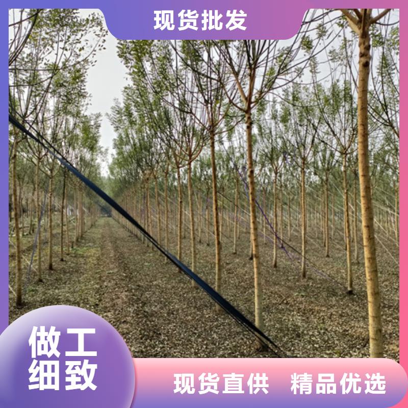 法桐价格种植基地绿化苗木