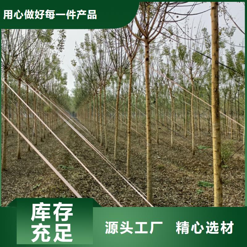 法桐小苗种植基地绿化乔木