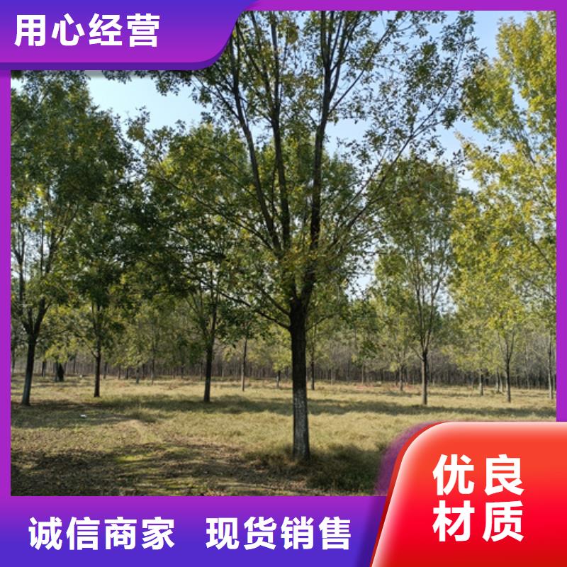 法桐厂家找翌昊苗木种植基地