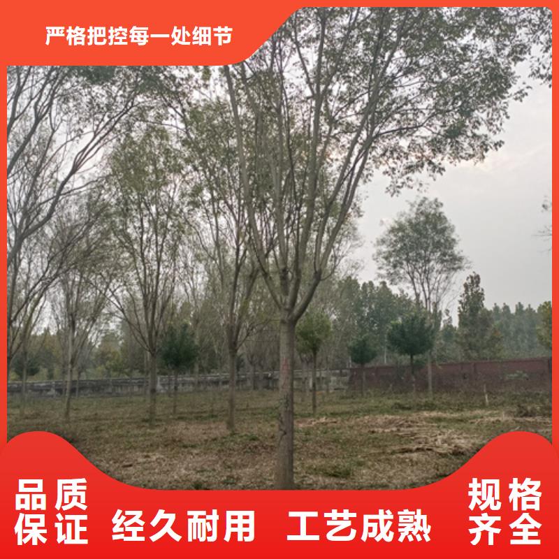 法桐小苗价格优惠苗木基地