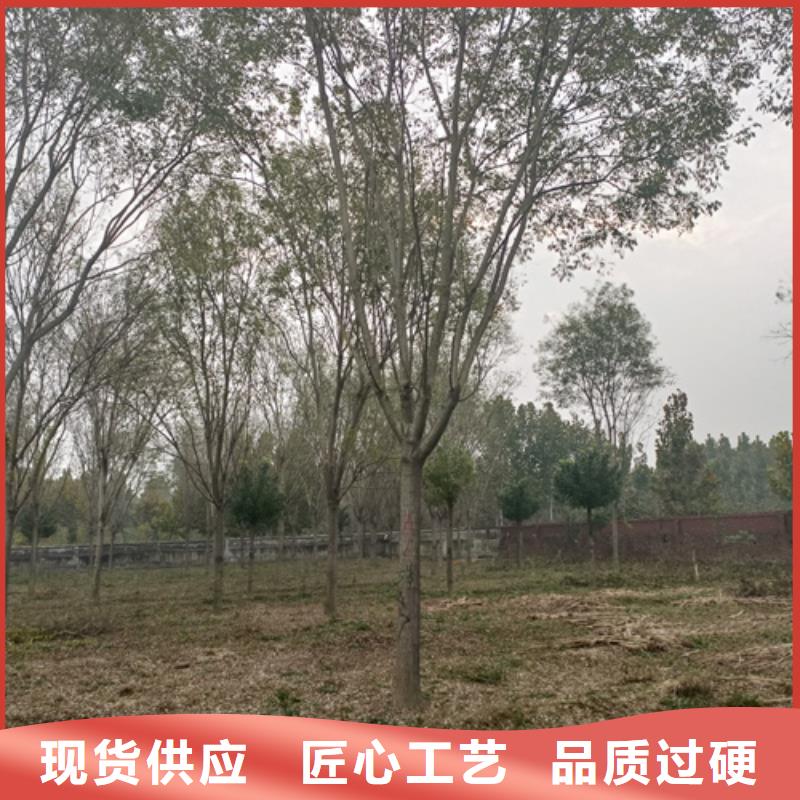 法桐小苗品牌-报价_翌昊苗木种植基地