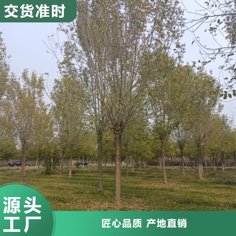 法桐质量放心苗木基地