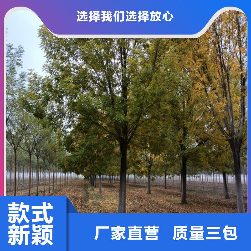 法桐小苗价格优惠苗木基地