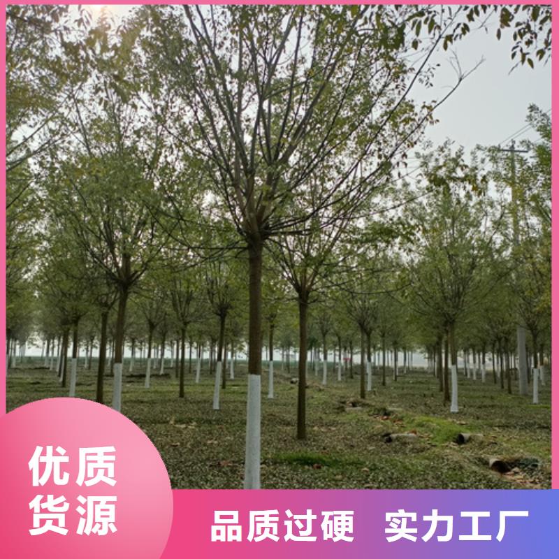 法桐小苗欢迎电询苗木基地